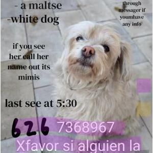 Image of Mimi, Lost Dog