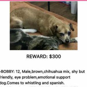 Lost Dog Bobby