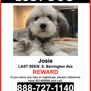 Lost Dog Josie
