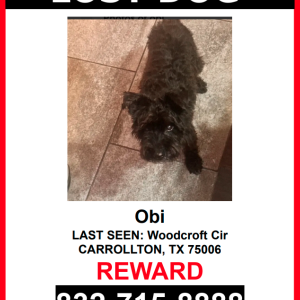 Image of Obi, Lost Dog