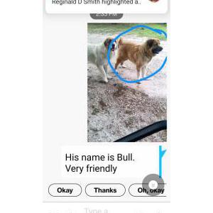Image of Bull, Lost Dog