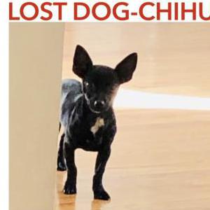 Image of Pochi, Lost Dog
