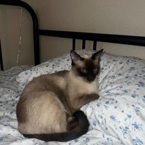 Image of Prima Polly, Lost Cat