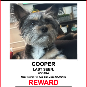 Image of COOPER, Lost Dog