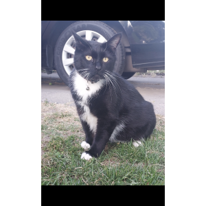 Image of Kitt Hernandez, Lost Cat