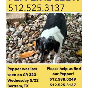Image of pepper, Lost Dog