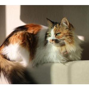 Image of Mumu, Lost Cat