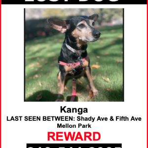 Image of Kanga, Lost Dog