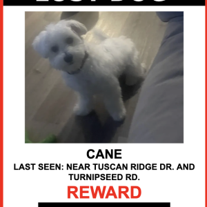 Lost Dog Cane