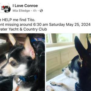 Lost Dog Tito