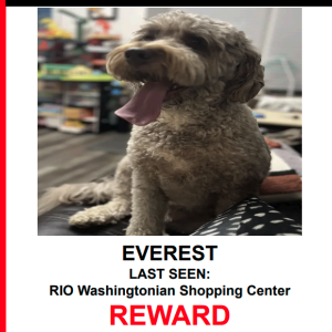 Image of EVEREST, Lost Dog