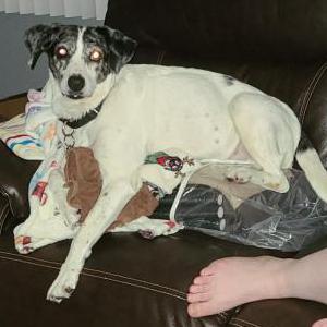 Image of Ruthie, Lost Dog
