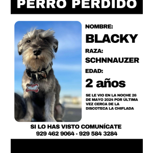 Image of BLACKY, Lost Dog