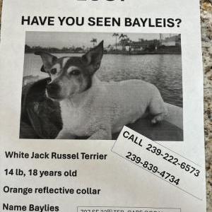 Lost Dog Baillie