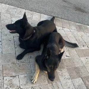 Image of Nala and Lara, Lost Dog