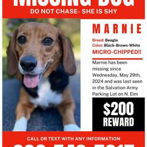Image of Marnie, Lost Dog