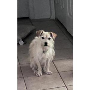 Image of Odi, Lost Dog