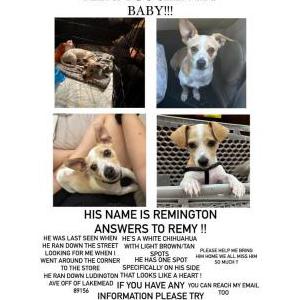 Image of remy, Lost Dog