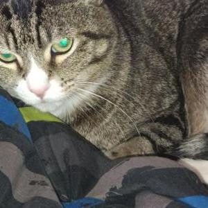 Image of Hunter (Chip# 601031883), Lost Cat