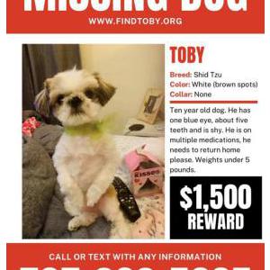 Image of Toby, Lost Dog