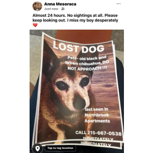Image of Pete, Lost Dog