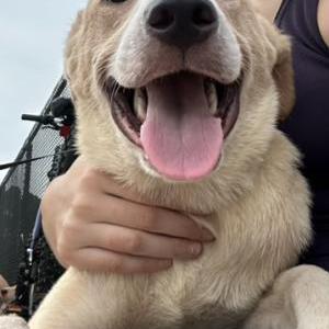Image of Monty, Found Dog