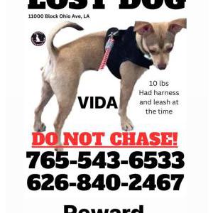 Image of Vida, Lost Dog