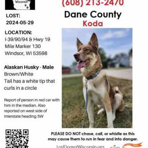 2nd Image of Koda, Lost Dog