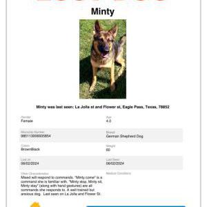 Image of Minty, Lost Dog
