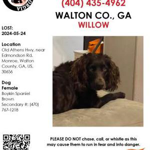 Lost Dog Willow