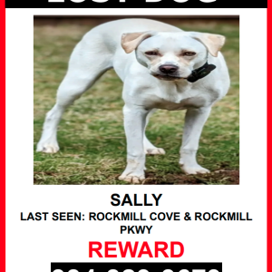 Lost Dog Sally