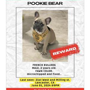 Lost Dog Pookie Bear