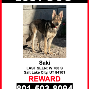 Lost Dog Saki