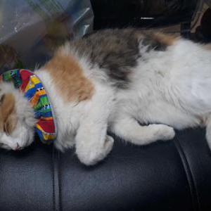 Image of patches, Lost Cat