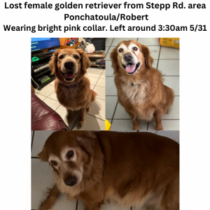 Image of Pebbles, Lost Dog