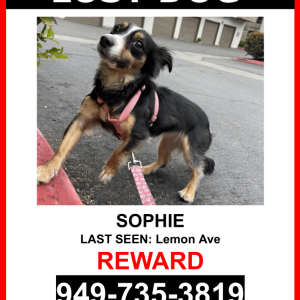Lost Dog Sophie