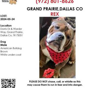 Image of Rex, Lost Dog