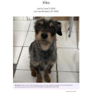 Lost Dog Kiko