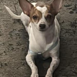 Image of Minara, Lost Dog