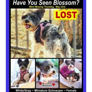 Lost Dog Blossom