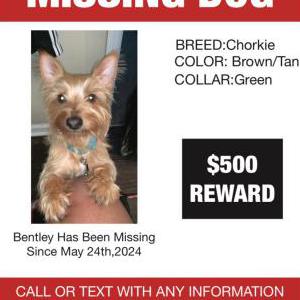 Lost Dog Bentley