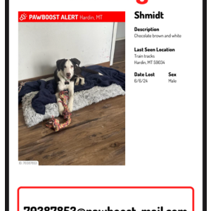 Image of Shmidt, Lost Dog