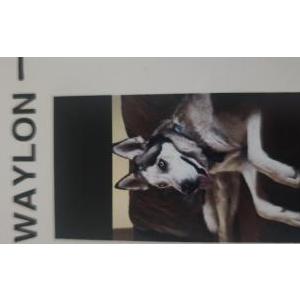 Lost Dog WAYLON