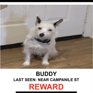 Lost Dog BUDDY