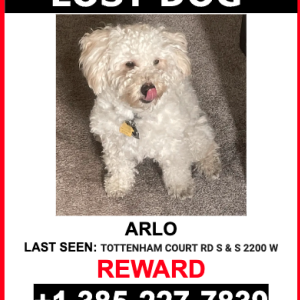 Lost Dog Arlo