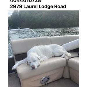 Image of Murray, Lost Dog