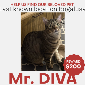 Lost Cat Mr.Diva