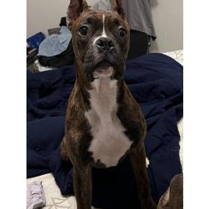 Lost Dog Chicahua