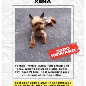 Lost Dog Xena