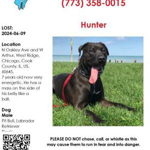 Lost Dog Hunter cabrera